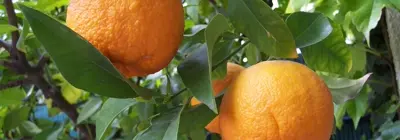 Плоды померанца